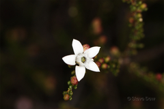 Philotheca angustifolia