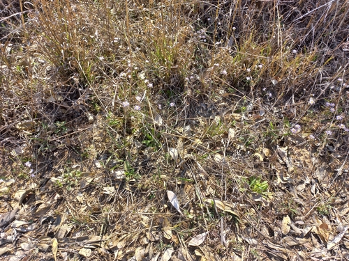Image of Melanospermum foliosum by no rights reserved