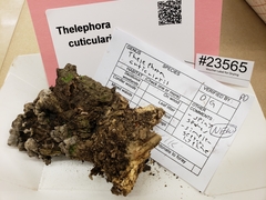 Thelephora cuticularis image