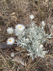 Coronidium newcastlianum