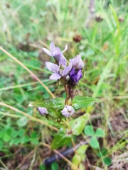 Gentianella auriculata