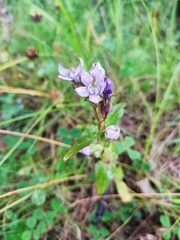 Gentianella auriculata