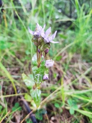 Gentianella auriculata