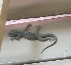 Hemidactylus