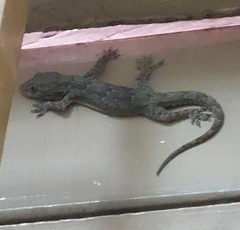 Hemidactylus