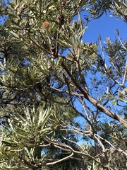 Banksia menziesii