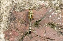 Diplacodes trivialis