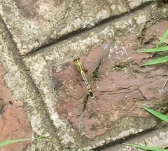 Diplacodes trivialis