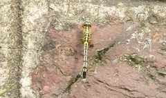 Diplacodes trivialis