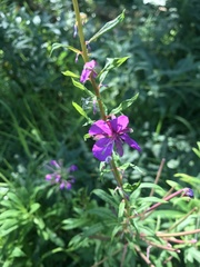 Chamaenerion angustifolium