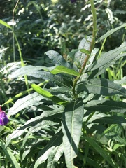 Chamaenerion angustifolium