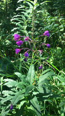 Chamaenerion angustifolium