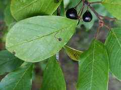Bucculatrix frangutella