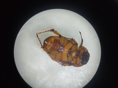 Cyclocephala lunulata