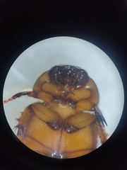 Cyclocephala lunulata