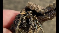 Clibanarius taeniatus