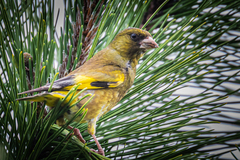 Chloris sinica minor