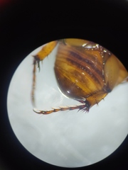 Cyclocephala lunulata