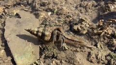 Clibanarius taeniatus