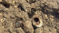 Clibanarius taeniatus