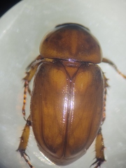 Cyclocephala lunulata