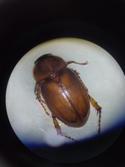 Cyclocephala lunulata