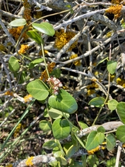 Cynanchum africanum