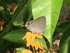 Tajuria cippus maxentius