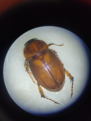 Cyclocephala lunulata