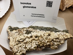 Xylodon ovisporus image