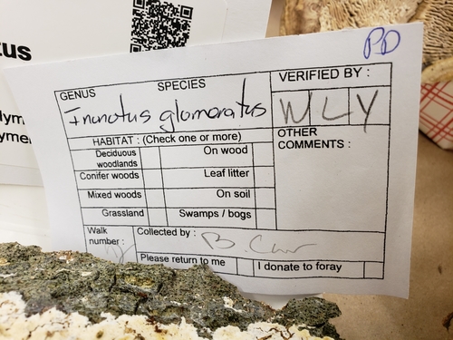 Xylodon ovisporus image