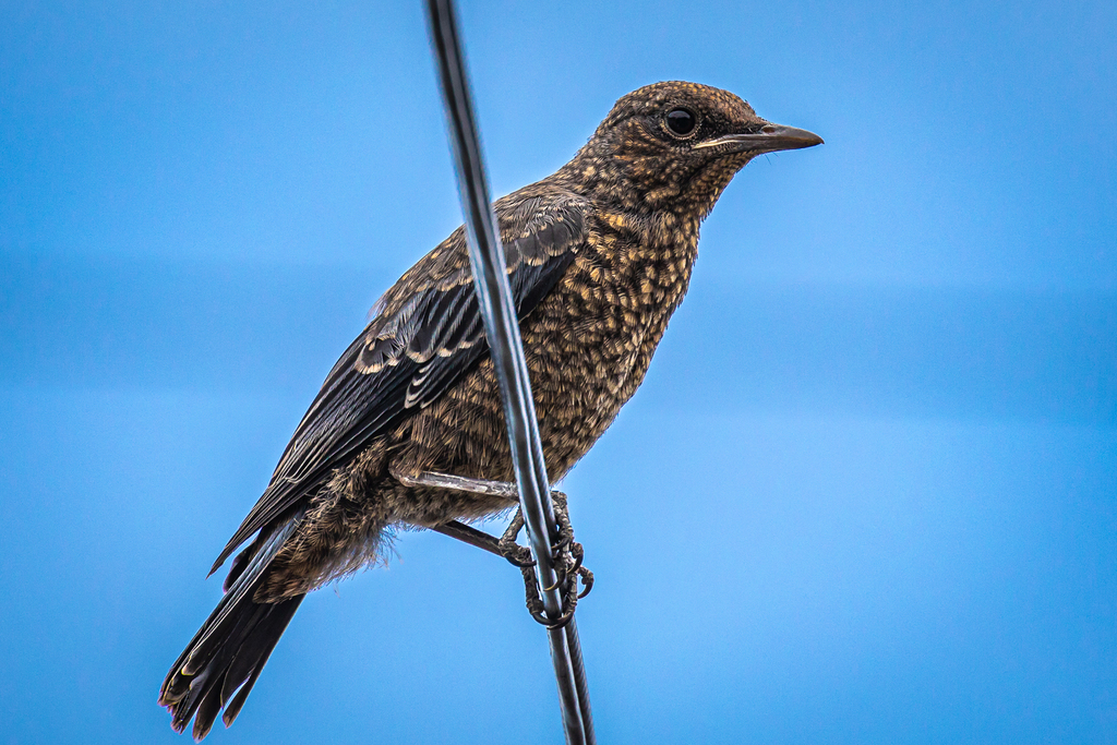 Monticola solitarius philippensis from Fukuoka, Fukuoka, Japan on May