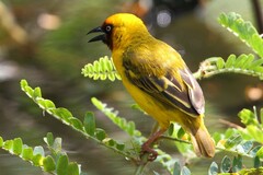Ploceus castanops