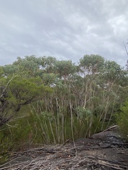 Eucalyptus luehmanniana