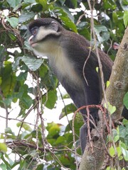 Cercopithecus ascanius