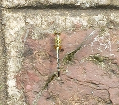 Diplacodes trivialis