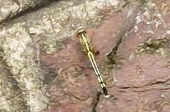 Diplacodes trivialis
