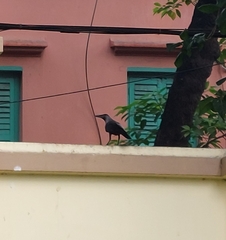 Corvus splendens