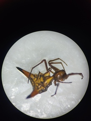 Micrathena acuta