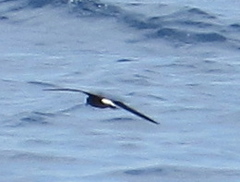 Hydrobates tethys