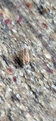Ischnopeza pallipes