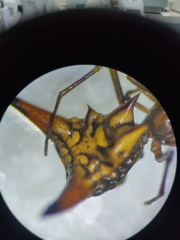 Micrathena acuta