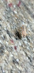 Ischnopeza pallipes