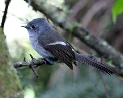 Trochocercus cyanomelas cyanomelas