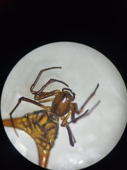 Micrathena acuta