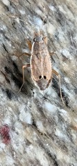 Ischnopeza pallipes
