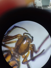 Micrathena acuta