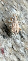 Ischnopeza pallipes