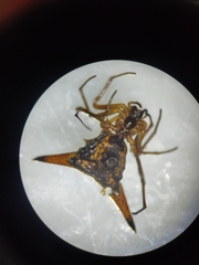 Micrathena acuta