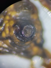 Micrathena acuta
